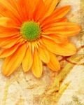 pic for Orange flower